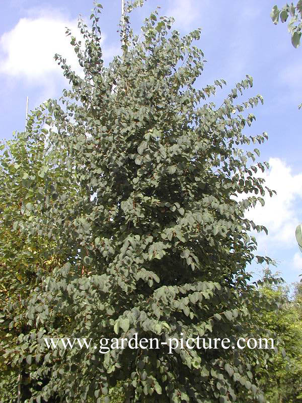 Cercidiphyllum japonicum