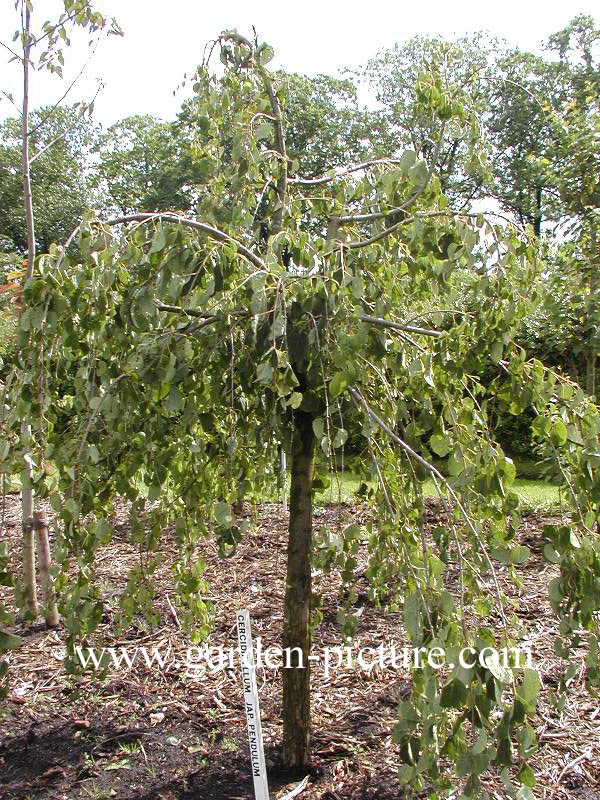 Cercidiphyllum japonicum 'Pendulum'