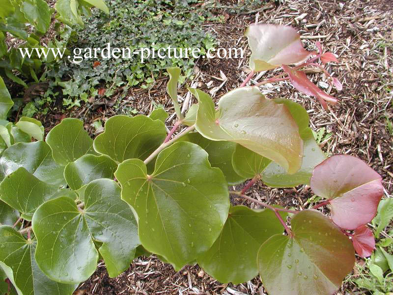 Cercis canadensis 'Oklahoma'