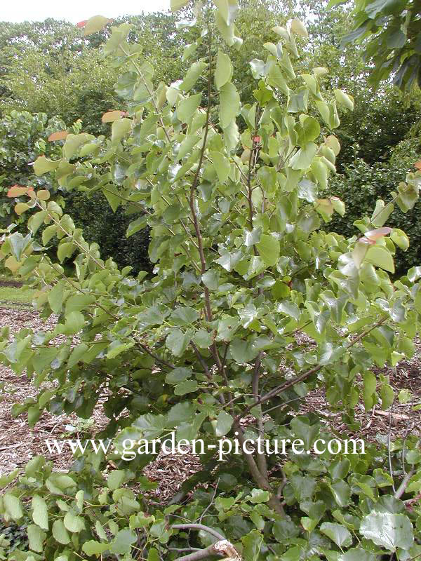 Cercis canadensis 'Oklahoma'