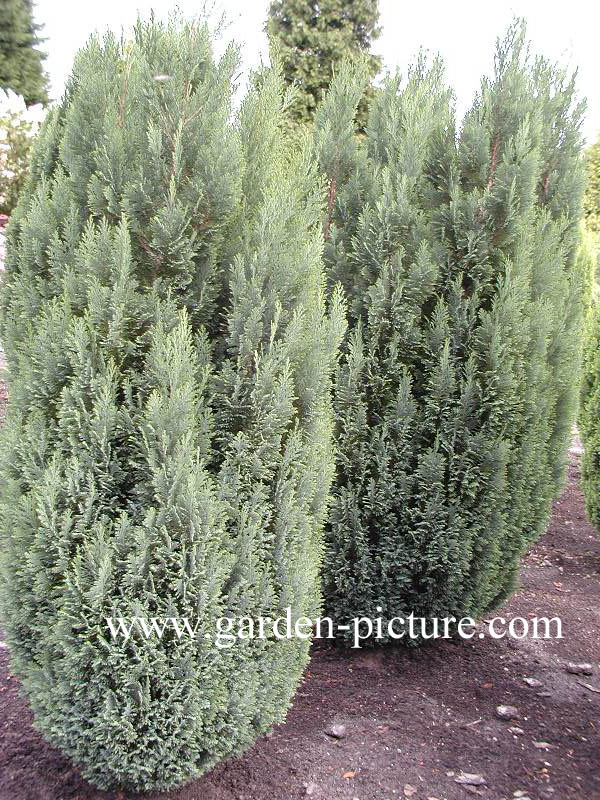 Chamaecyparis lawsoniana 'Ellwoodii'