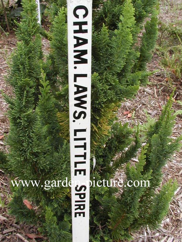 Chamaecyparis lawsoniana 'Little Spire'