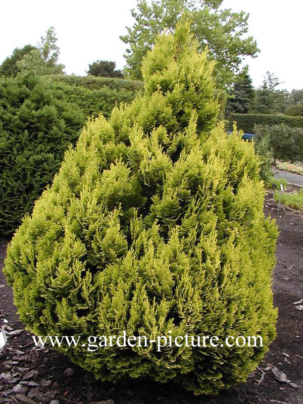 Chamaecyparis lawsoniana 'Minima Aurea'