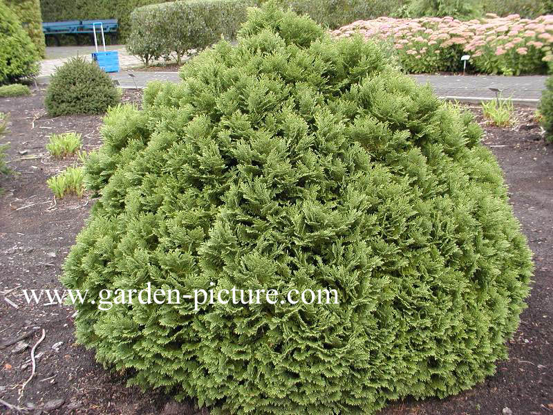 Chamaecyparis lawsoniana 'Minima Glauca'