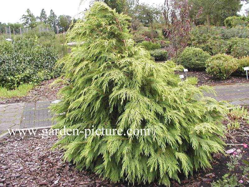 Chamaecyparis lawsoniana 'Sunkist'