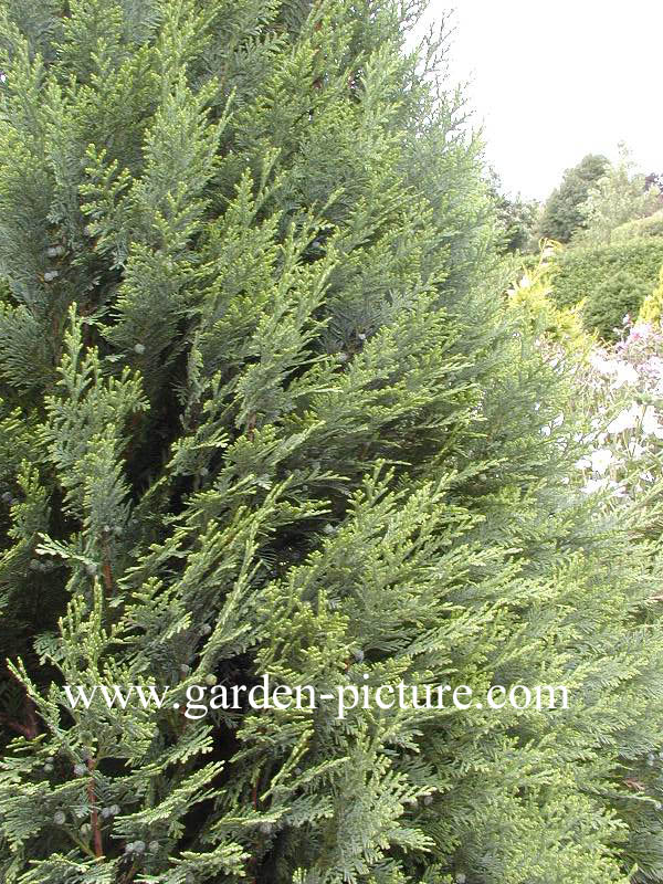 Chamaecyparis lawsoniana 'White Spot'