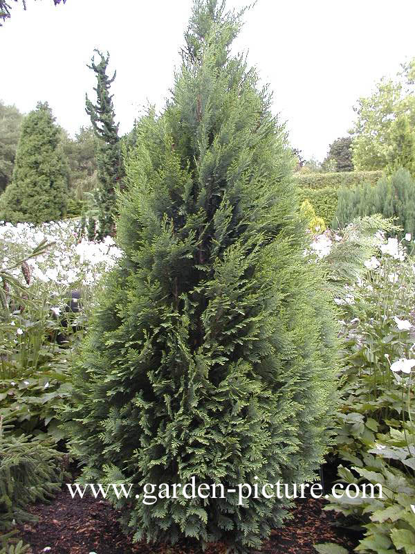 Chamaecyparis lawsoniana 'White Spot'