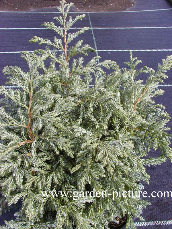 Chamaecyparis pisifera 'Boulevard'