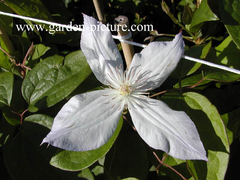 Clematis 'Jackmanii Alba'