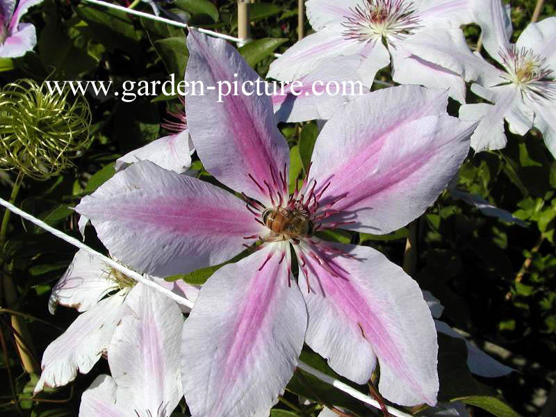 Clematis 'Nelly Moser'