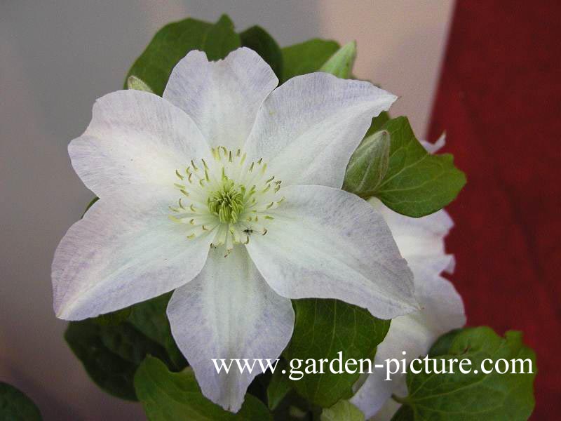 Clematis 'Yukikomachi'