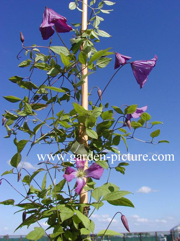 Clematis viticella