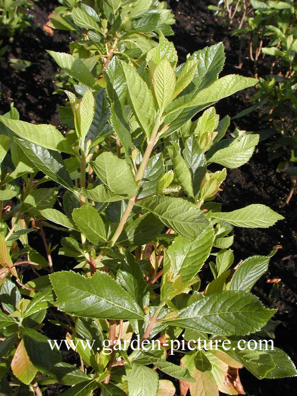 Clethra alnifolia 'Ruby Spice'