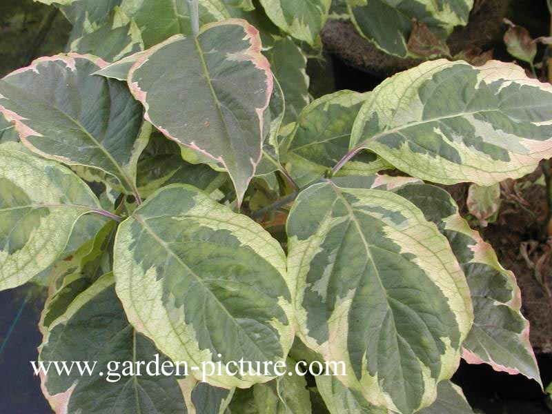 Cornus florida 'Daybreak'