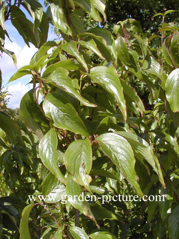 Cornus officinalis