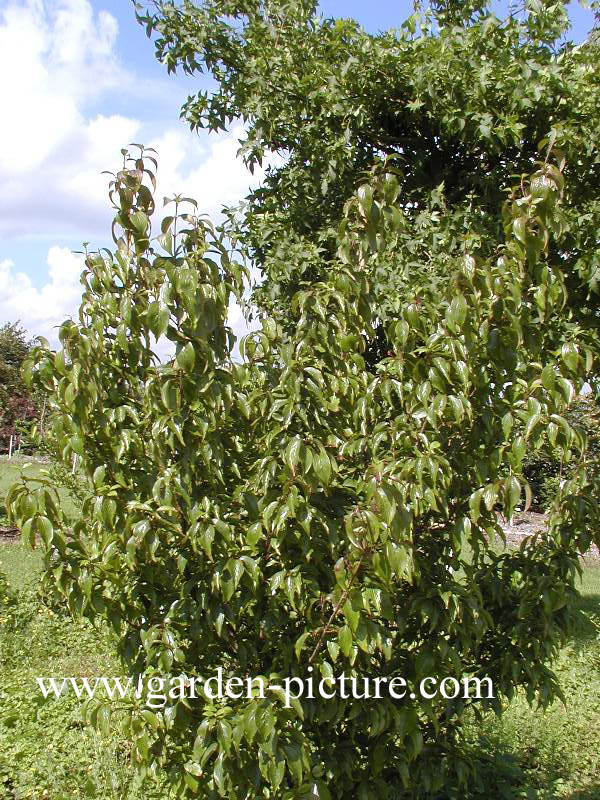 Cornus officinalis