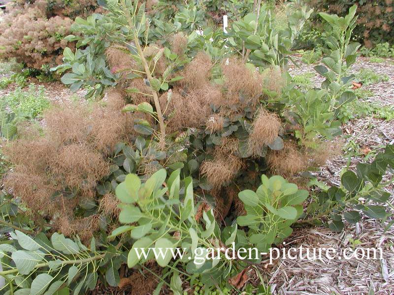 Cotinus coggygria 'Green Fountain'