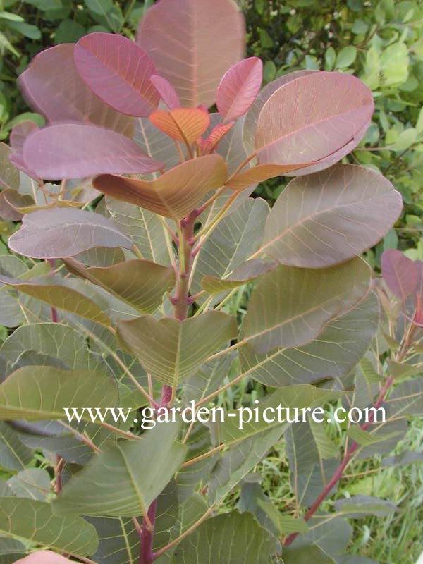 Cotinus coggygria 'Westonbirt Orange'