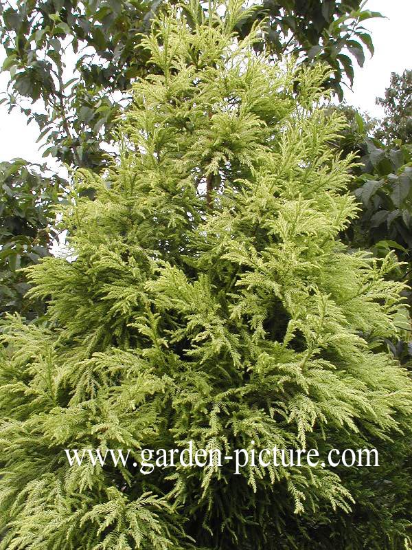 Cryptomeria japonica 'Barabits Gold'