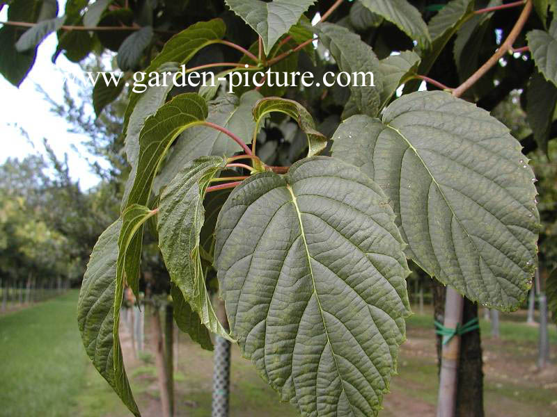 Davidia involucrata