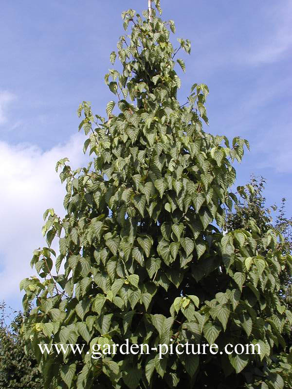 Davidia involucrata