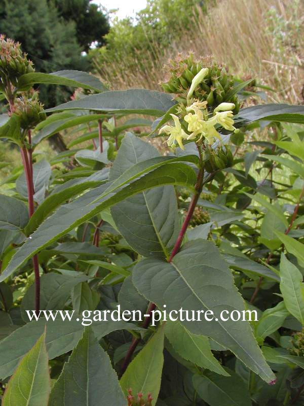 Diervilla sessilifolia 'Butterfly'