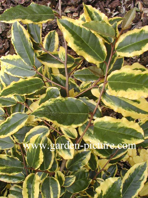 Elaeagnus pungens 'Goldrim'