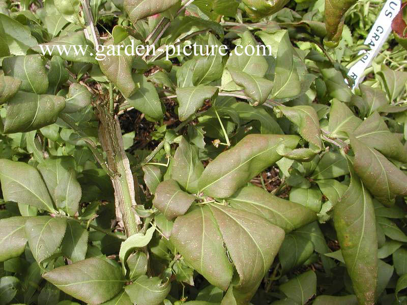 Euonymus alatus 'Macrophyllus'