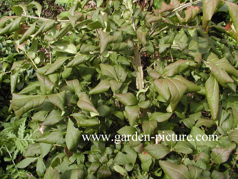 Euonymus alatus 'Macrophyllus'