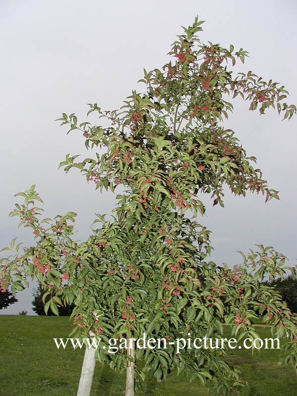 Euonymus europaeus