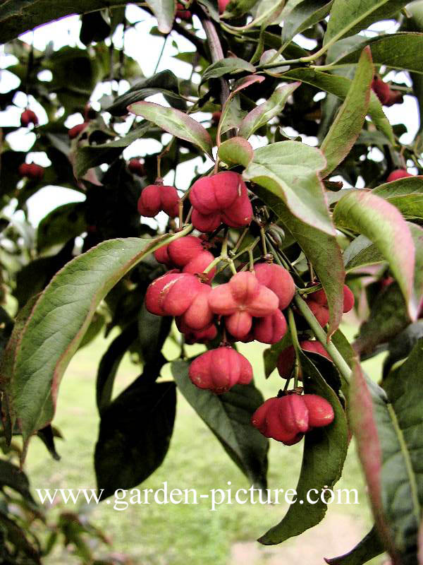 Euonymus europaeus