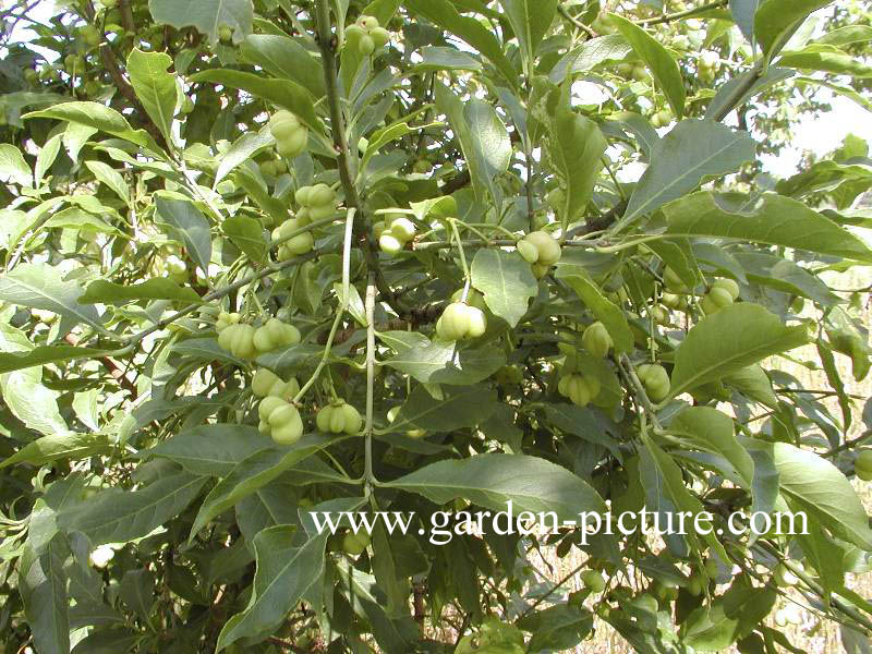 Euonymus europaeus 'Albus'