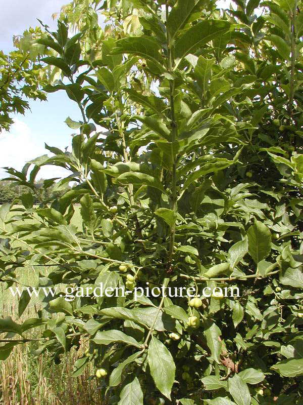 Euonymus europaeus 'Albus'