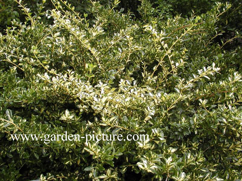 Euonymus fortunei 'Interbolwi' (BLONDY)