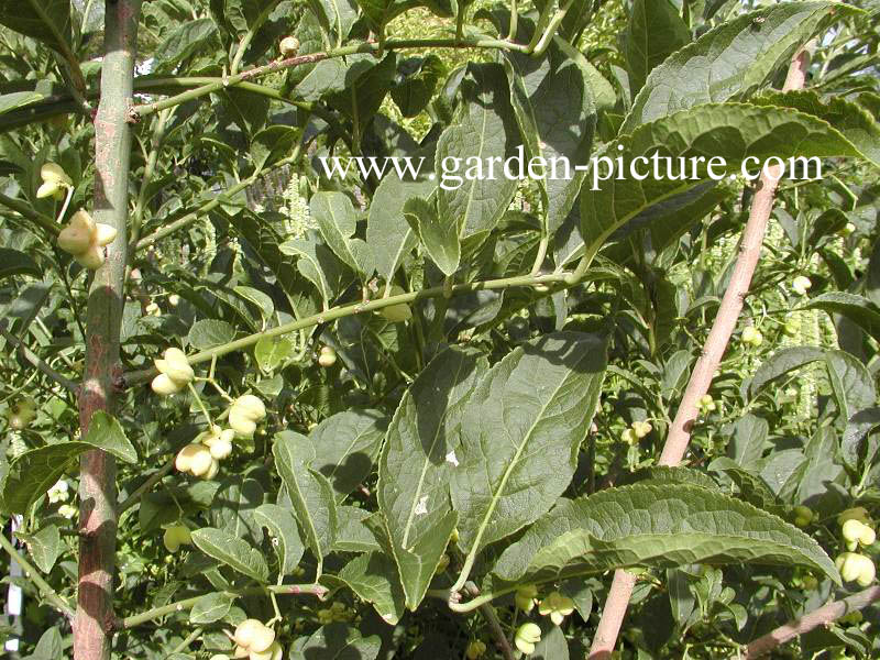 Euonymus hamiltonianus 'Red Elf'