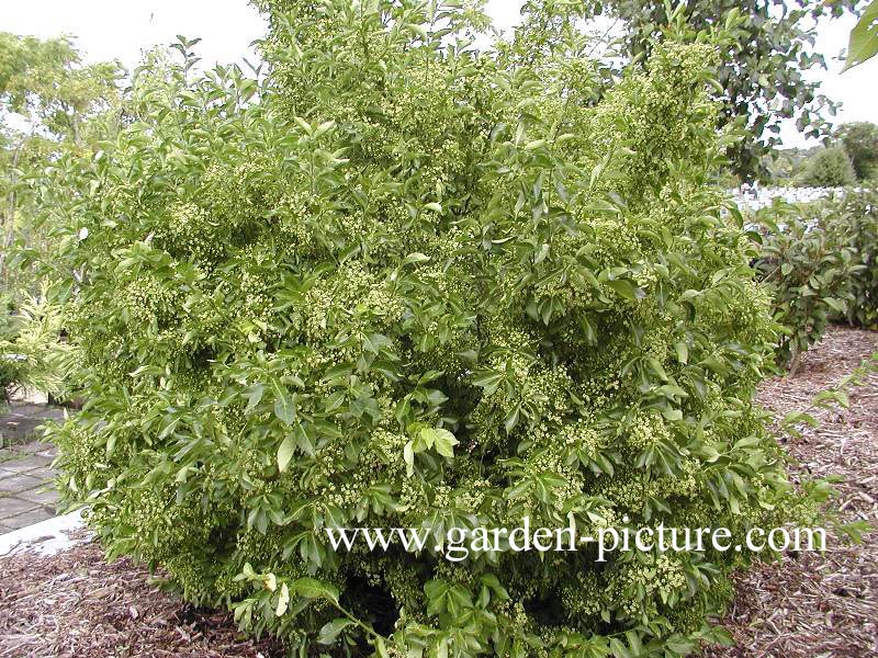 Euonymus kiautschovicus 'Manhattan'