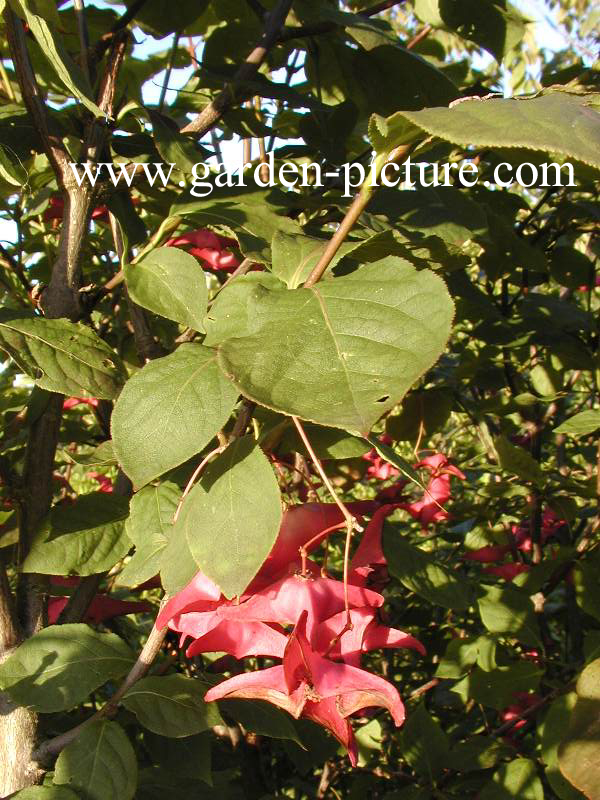 Euonymus macropterus