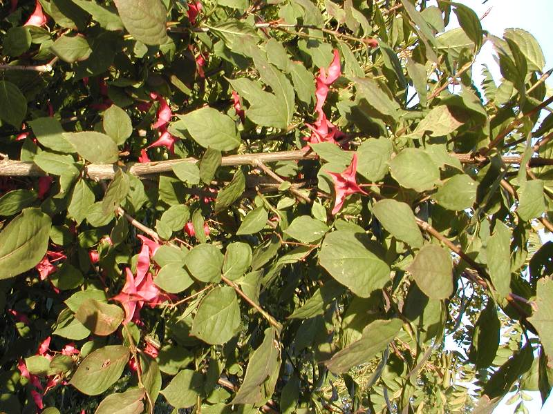 Euonymus macropterus