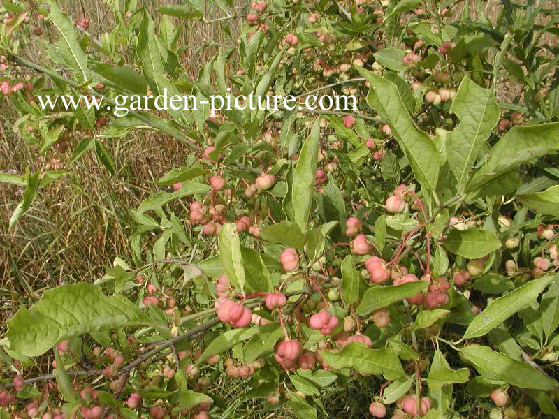 Euonymus nanus turkestanicus