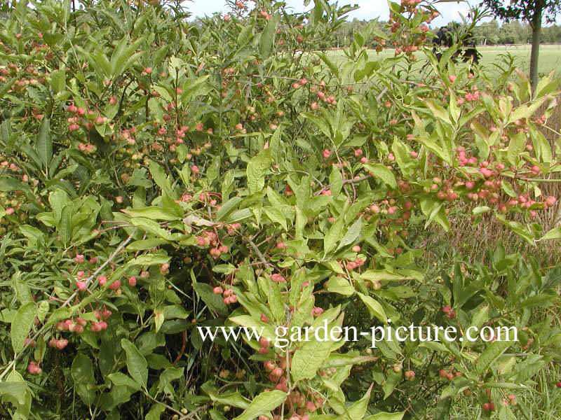 Euonymus nanus turkestanicus