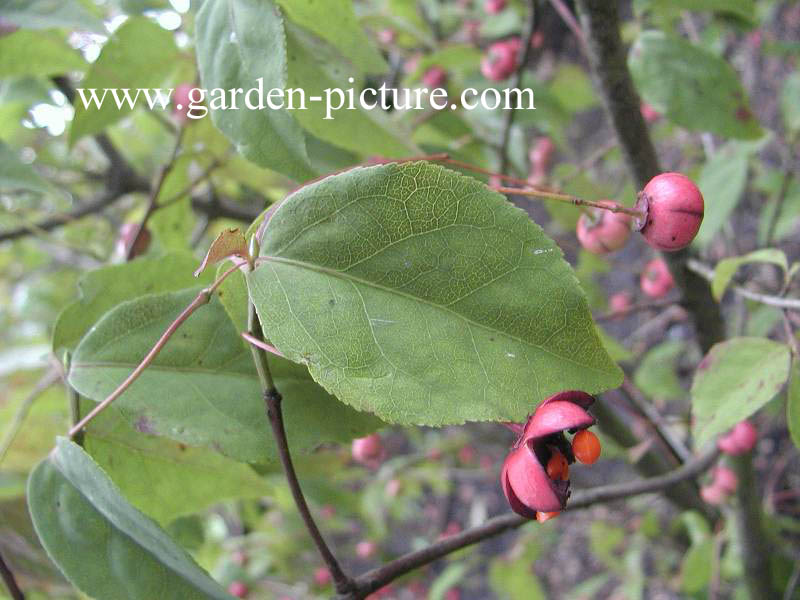 Euonymus oxyphyllus