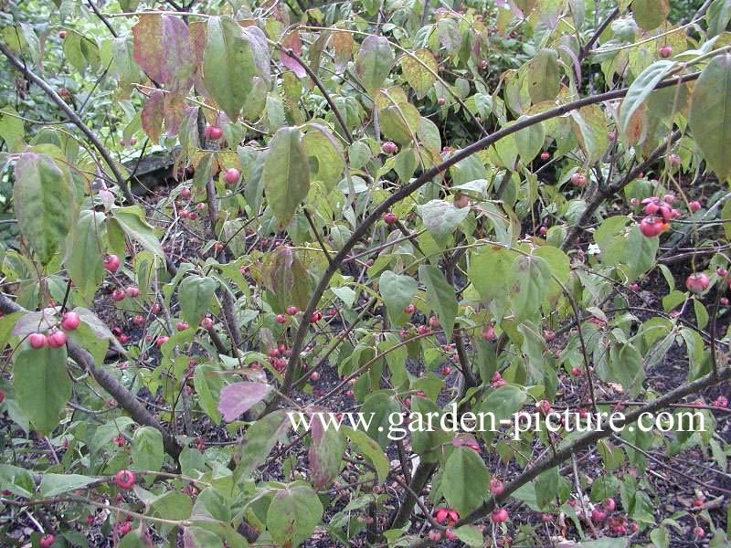 Euonymus oxyphyllus