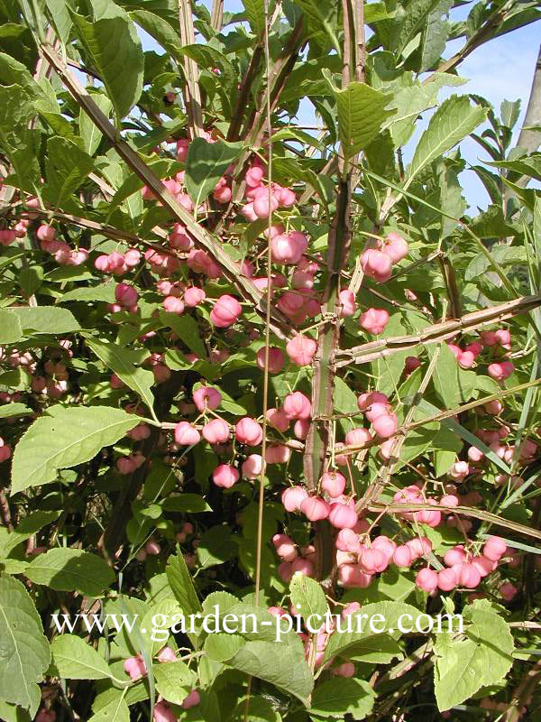 Euonymus phellomanus