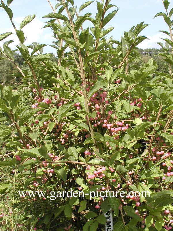 Euonymus phellomanus