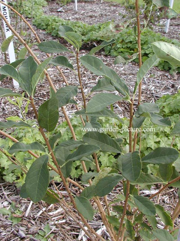 Exochorda giraldii wilsonii