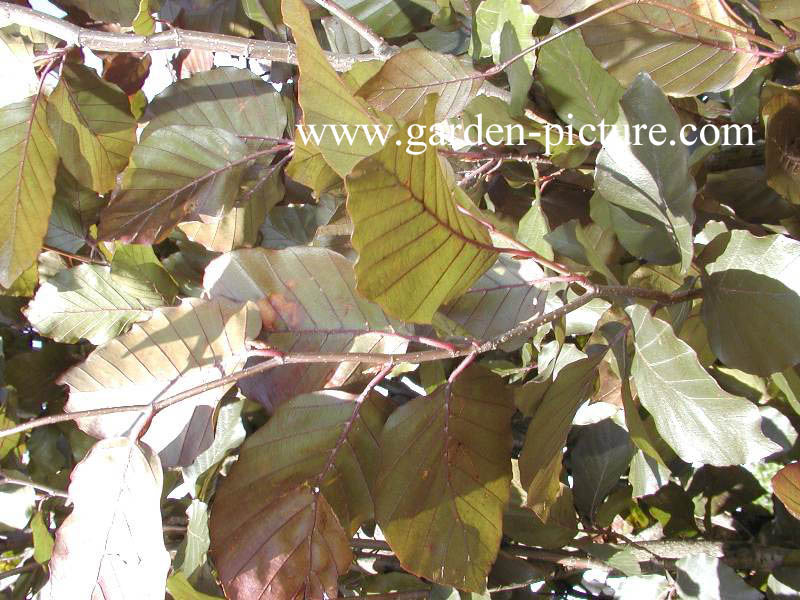 Fagus sylvatica 'Dawyck Purple'