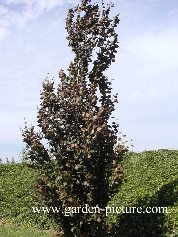 Fagus sylvatica 'Dawyck Purple'