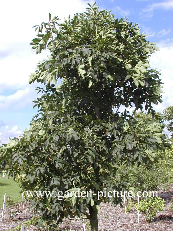 Fraxinus retusa