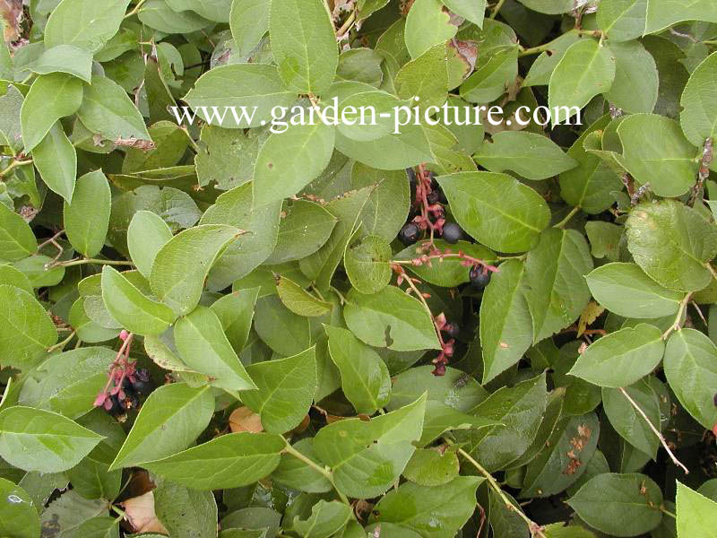 Gaultheria shallon