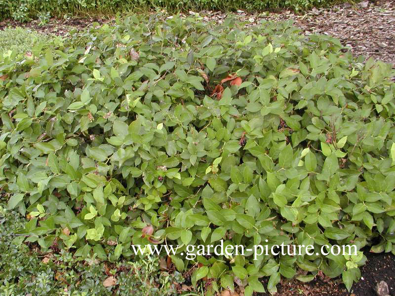 Gaultheria shallon